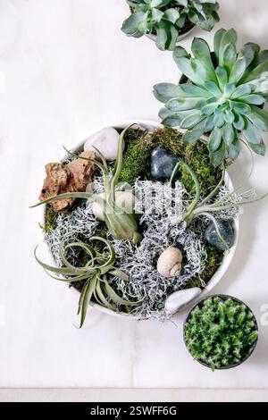 Tillandsia air et différentes plantes succulentes dans des pots en céramique Banque D'Images