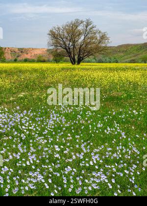 Un arbre vert solitaire dans un champ de lin bleu fleuri et de colza au printemps. Banque D'Images