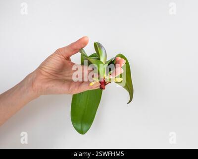 Les jeunes racines grandissantes d'un semis d'orchidée dans les mains sur un fond blanc. Banque D'Images