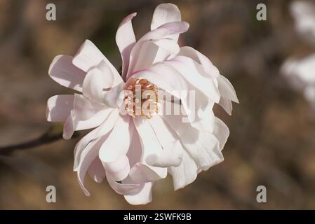Fleur de magnolia blanc simple close=up. Cadre de parc, beauté fleurie rayonnant au soleil. Banque D'Images