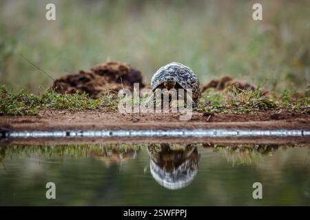 Tortue léopard marchant jusqu'au point d'eau vue de face dans le parc national du Grand Kruger, Afrique du Sud ; espèce Stigmochelys pardalis famille des Testudinidae Banque D'Images