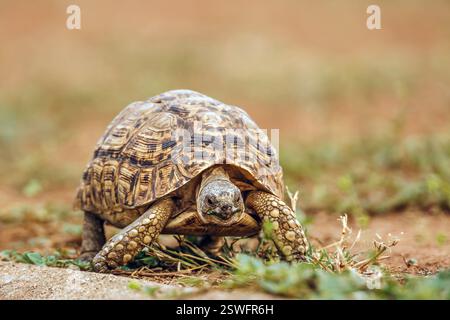 Tortue léopard vue de face dans le parc national du Grand Kruger, Afrique du Sud ; espèce Stigmochelys pardalis famille des Testudinidae Banque D'Images