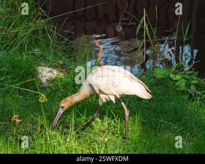 Beau bec de cuillère eurasien ou bec de cuillère commun (Platalea leucorodia) marchant dans une pelouse verte près de l'eau peu profonde chasse pour la nourriture Banque D'Images