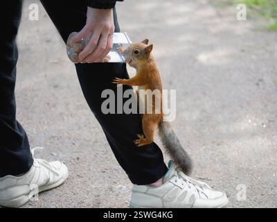 Alimentation des écureuils en gros plan. Écureuil dans le parc Banque D'Images