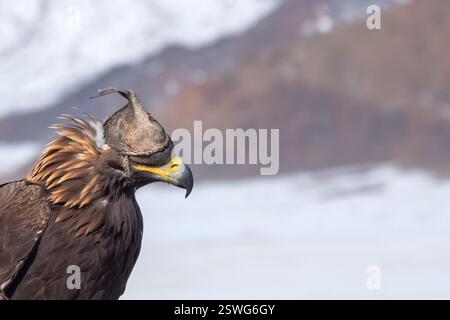 Portrait d'un aigle doré de chasse dans un chapeau de cuir. Chasser avec l'aigle. Portrait d'un oiseau avec un couvre-tête. Copier l'espace. Banque D'Images