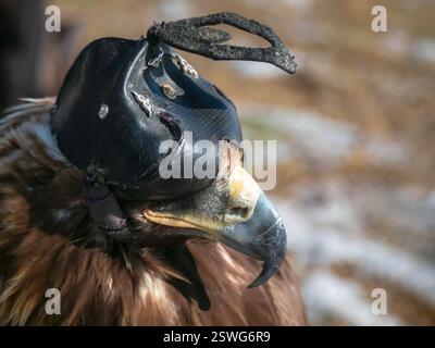 Portrait d'un aigle doré de chasse dans un chapeau de cuir. Chasser avec l'aigle. Portrait d'un oiseau avec un couvre-tête. Copier l'espace. Banque D'Images