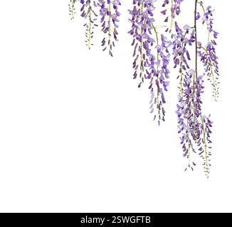 Branches de fleurs de Wisteria isolées sur fond blanc. Banque D'Images