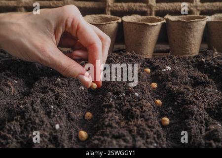 Planter des graines de pois chiches au printemps dans le sol. Banque D'Images