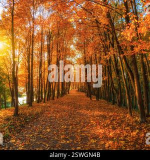 Ruelle ensoleillée avec des érables dans le parc d'automne. Automne chute des feuilles. Un chemin dans un parc d'automne ensoleillé avec des feuilles qui tombent. Banque D'Images