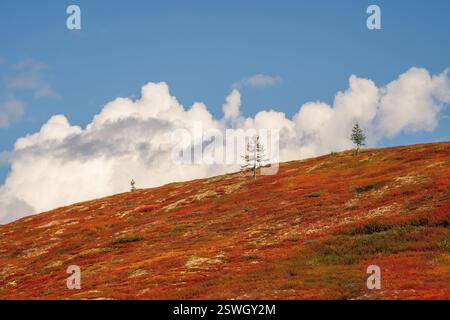 Paysage vert coloré avec trois arbres sur la colline rocheuse diagonale rouge d'automne sur fond bleu ciel nuageux à la lumière du soleil. Minimum a Banque D'Images