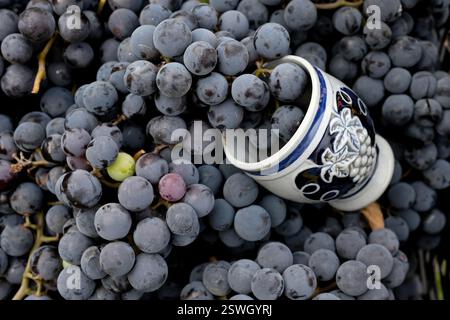 La nature morte avec des raisins et une tasse en céramique pour le vin. Raisins pour la fabrication de vin rouge. Vinification. Technologie de production de vin. Banque D'Images