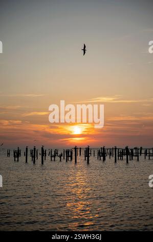 Les oiseaux se reposent sur des poteaux en bois alors que le soleil se couche sur un océan calme Banque D'Images