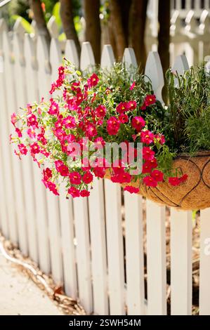 Gros plan de pétunias roses dans une jardinière suspendue sur une clôture blanche Banque D'Images
