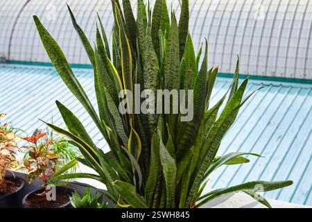 Sansevieria Trifasciata ou plante de serpent poussant dans la plante en pot Banque D'Images