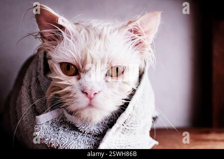 Chat humide enveloppé dans une serviette Banque D'Images