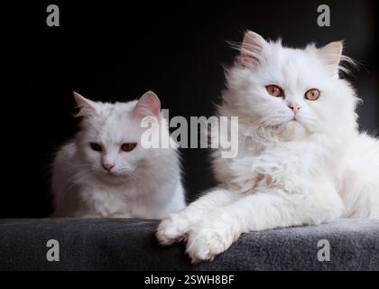 Deux chats blancs se relaxant l'un à côté de l'autre Banque D'Images