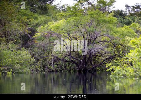 La splendide eau du cratère Azul près de Flores, Guatemala Banque D'Images