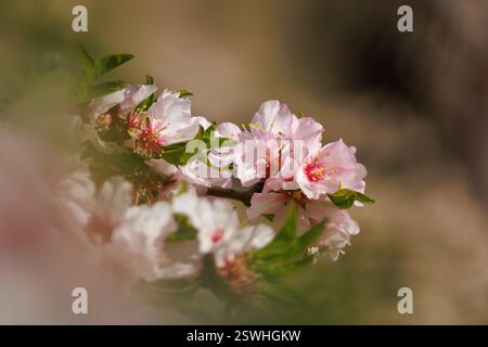 Groupe de fleurs d'amande avec espace négatif flou, Alcoy, Espagne Banque D'Images