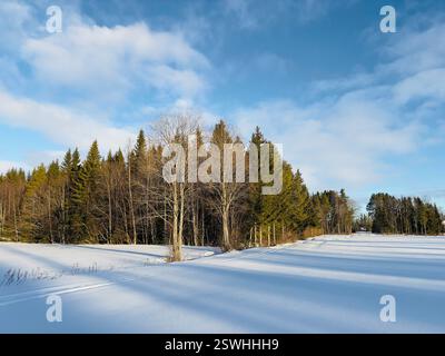 Paysage d'hiver avec un champ enneigé, avec un beau fond de forêt sous un ciel clair. Banque D'Images