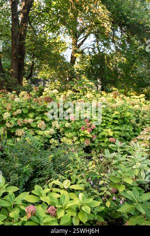 Parterre d'hortensia avec fleurs roses. Banque D'Images