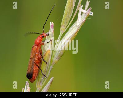 Coléoptère soldat commun, suceur de sang, Rhagonycha fulva, sur les herbes côtières, Norfolk Banque D'Images