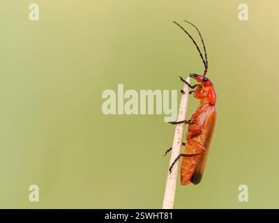 Coléoptère soldat commun, suceur de sang, Rhagonycha fulva, sur les herbes côtières, Norfolk Banque D'Images