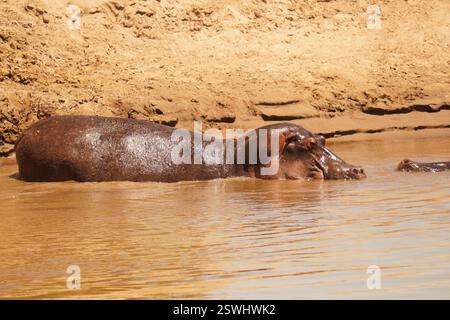 safari au Kenya Banque D'Images