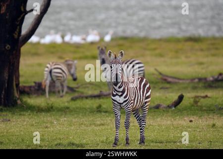 safari au Kenya Banque D'Images