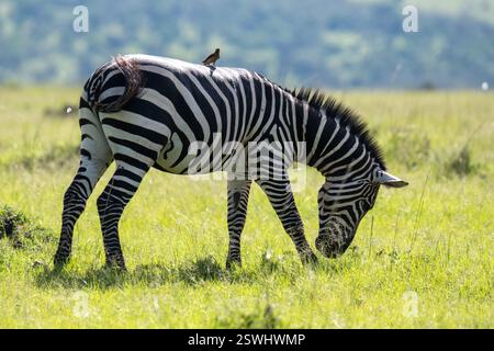 safari au Kenya Banque D'Images