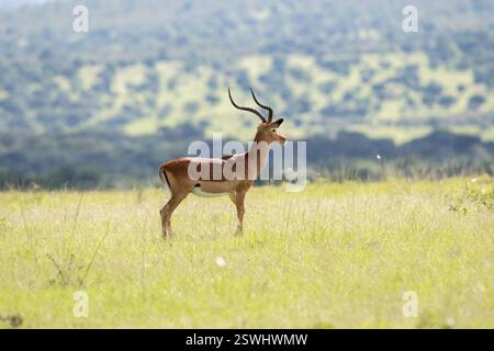 safari au Kenya Banque D'Images