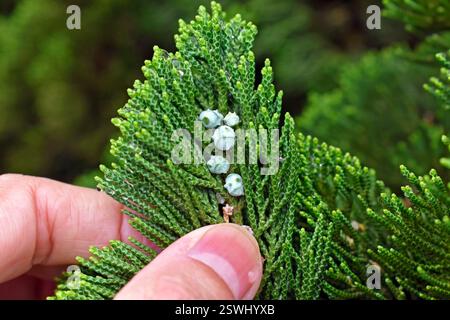 Cônes de graines immatures de thuya chinois (Platycladus orientalis) Banque D'Images
