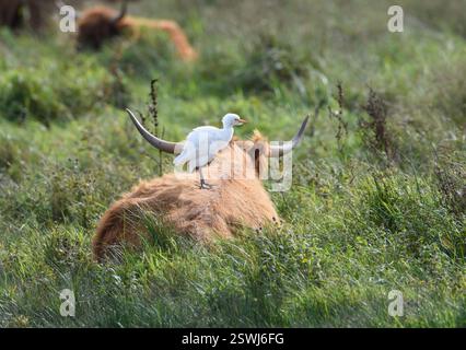 Aigrette Bubulcus ibis, perchée à l'arrière d'une vache montagneuse au repos, réserve RSPB Fairburn ings, Yorkshire, Angleterre, Royaume-Uni, septembre. Banque D'Images