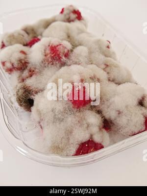 Framboises moisies recouvertes de moule blanc flou dans un récipient en plastique Banque D'Images