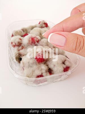 Framboises moisies recouvertes de moule blanc flou dans un récipient en plastique Banque D'Images