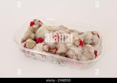 Framboises moisies recouvertes de moule blanc flou dans un récipient en plastique Banque D'Images