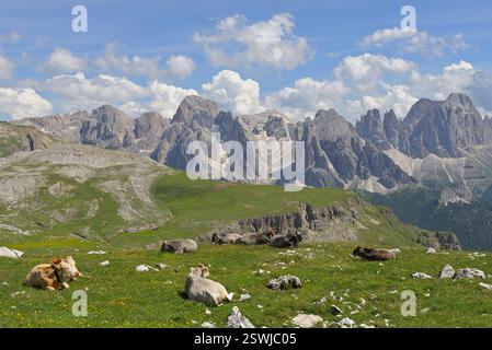 Vaches pâturant et se relaxant sur les pâturages alpins verts d'été avec les montagnes des dolomites accidentées fond Catinaccio. Banque D'Images