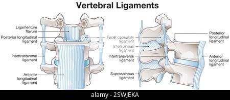 Les ligaments lombaires de la colonne vertébrale assurent stabilité, flexibilité et soutien du mouvement et de la posture de la colonne vertébrale. Banque D'Images