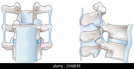 Les ligaments lombaires de la colonne vertébrale assurent stabilité, flexibilité et soutien du mouvement et de la posture de la colonne vertébrale. Banque D'Images