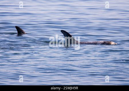 Les dauphins de Risso nagent gracieusement dans la baie de Monterey, en Californie, avec leurs nageoires dorsales brisant la surface de l'océan. Banque D'Images