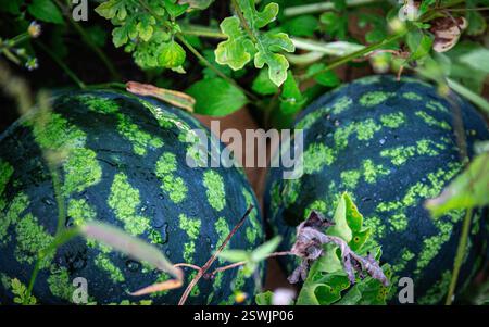 Deux petites pastèques sont couchées dans l'herbe Banque D'Images