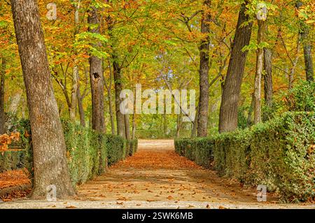 Sérénité dorée : les jardins royaux d'Aranjuez en automne, Espagne Banque D'Images