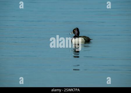Un canard mâle à col annulaire (Aythya collaris) nage sur le lac Washington, Kirkland, État de Washington, États-Unis. Banque D'Images