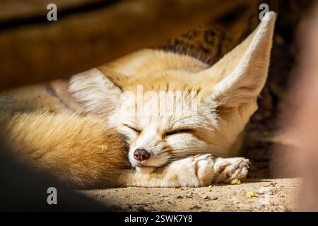 mignon renard du désert fennec dormant paisiblement. gros plan photo Banque D'Images