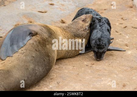 Mère phoque et jeune chiot sur le sable à grande colonie, abattu dans une lumière nuageuse brillante de fin de printemps à Cape Cross, Namibie, Afrique Banque D'Images