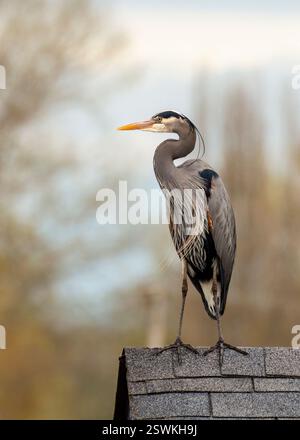 Grand héron bleu (ardeidae) debout sur un toit Banque D'Images