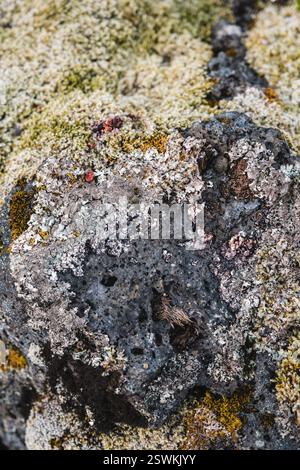 Gros plan de mousse et de petites plantes poussant sur un champ de lave à Berserkjahraun, péninsule de Snæfellsnes, ouest de l'Islande. Banque D'Images