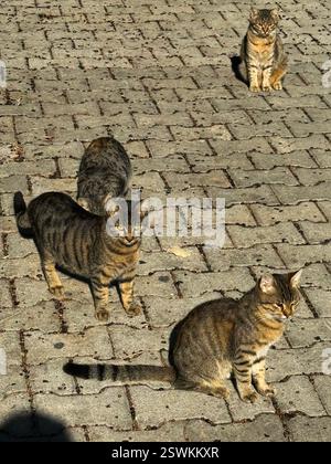 Trois chats interagissent et se reposent sur une rue pavée ensoleillée dans un quartier serein. Banque D'Images