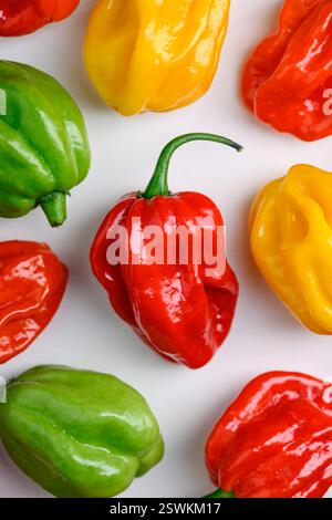 Poivrons habanero multicolores lumineux disposés sur un fond blanc. Gros plan de piments mexicains enflammés Banque D'Images