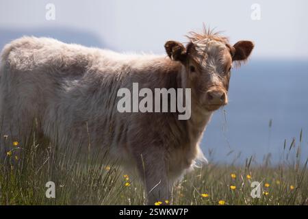 Un veau des hautes terres se prélassant au soleil. Banque D'Images