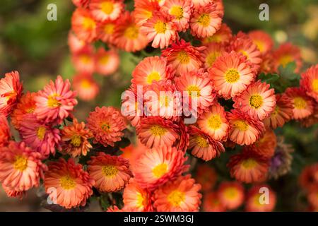 Chrysanthème orange fleurit dans le jardin, arrière-plan de fleurs d'automne belles et délicates Banque D'Images